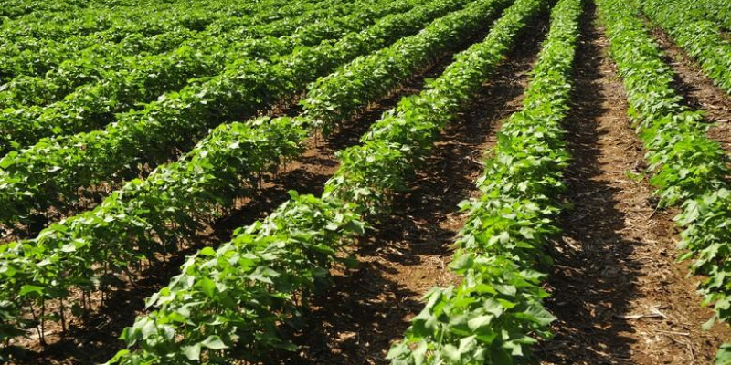 Demora da chuva atrapalha plantio de soja em Mato Grosso