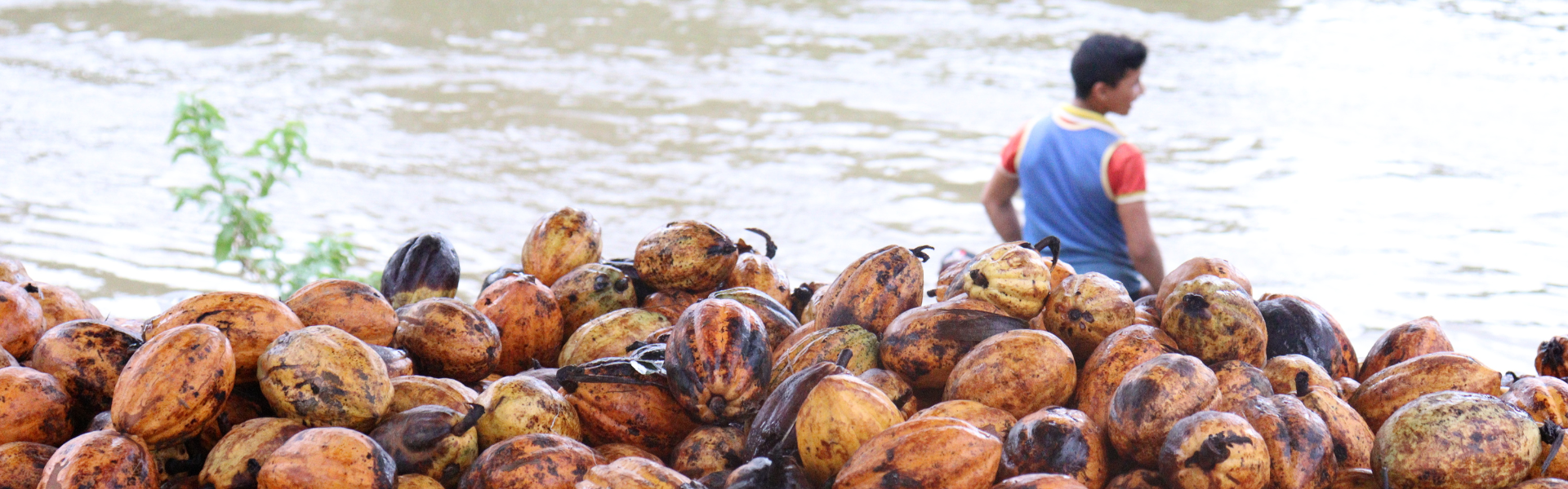 Família cultiva cacau de várzea e produz chocolate em Oiapoque (AP)
