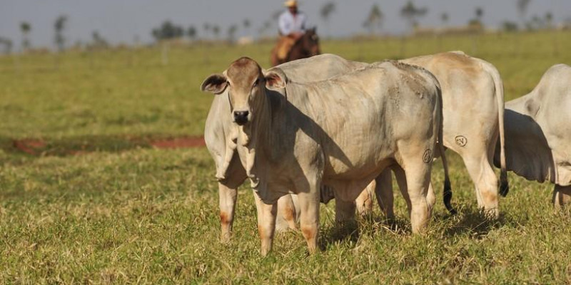 Modelo matemático indica que maior produção de carne pode até reduzir emissões Modelo matemático indica que maior produção de carne pode até reduzir emissões