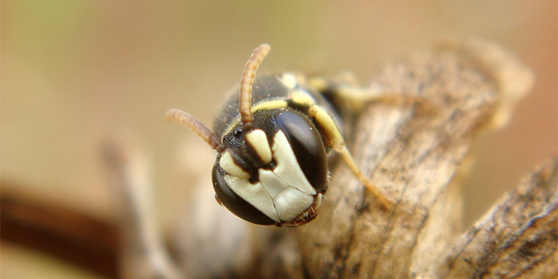 Abelhas entram para lista de espécies em extinção nos EUA pela primeira vez Abelhas entram para lista de espécies em extinção nos EUA pela primeira vez
