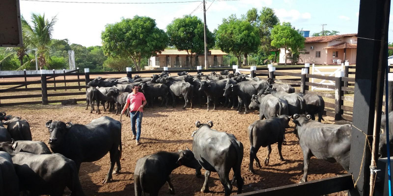 Censo Agro chega a 7,1 mil locais visitados e atinge o dobro da expectativa no Amapá Censo Agro chega a 7,1 mil locais visitados e atinge o dobro da expectativa no Amapá