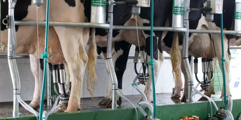 Preço do leite ao produtor tem segunda alta consecutiva