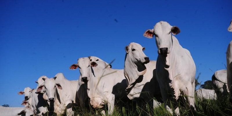 Cientistas decifram relação entre o DNA e a qualidade da carne do nelore Cientistas decifram relação entre o DNA e a qualidade da carne do nelore