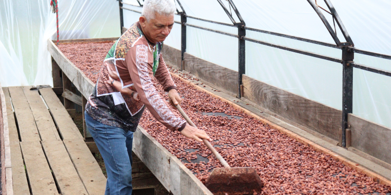 Família cultiva cacau de várzea e produz chocolate em Oiapoque (AP) Família cultiva cacau de várzea e produz chocolate em Oiapoque (AP)