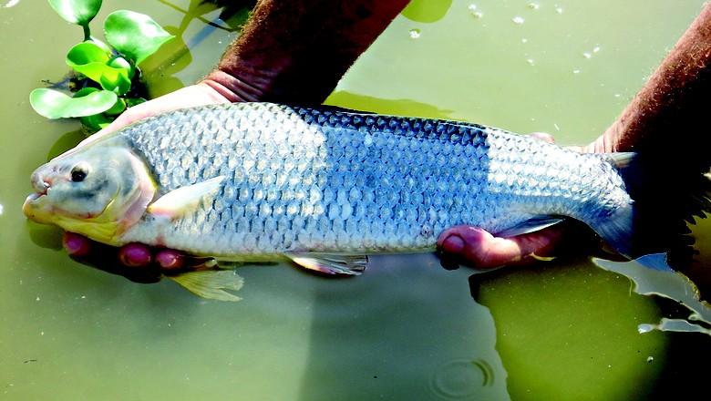 5 dicas para comprar o peixe certo na Semana Santa