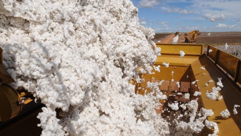 Preço do algodão sobe mais de 20% em março