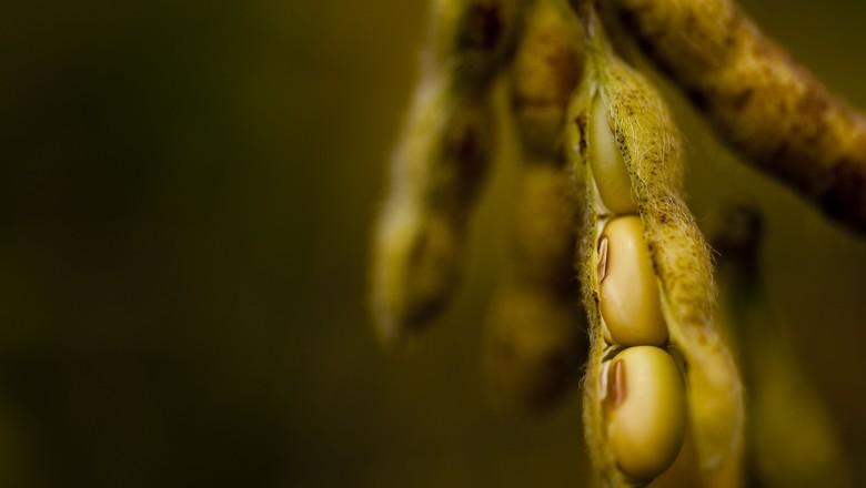 Governo da China quer intensificar cultivo de transgênicos no país