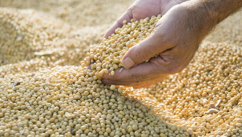 Produtores venderam 48% da safra de soja no Paraná