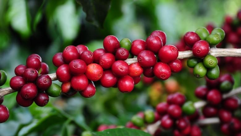 Inscrições para o Concurso Estadual de Qualidade dos Cafés de Minas Gerais estão abertas