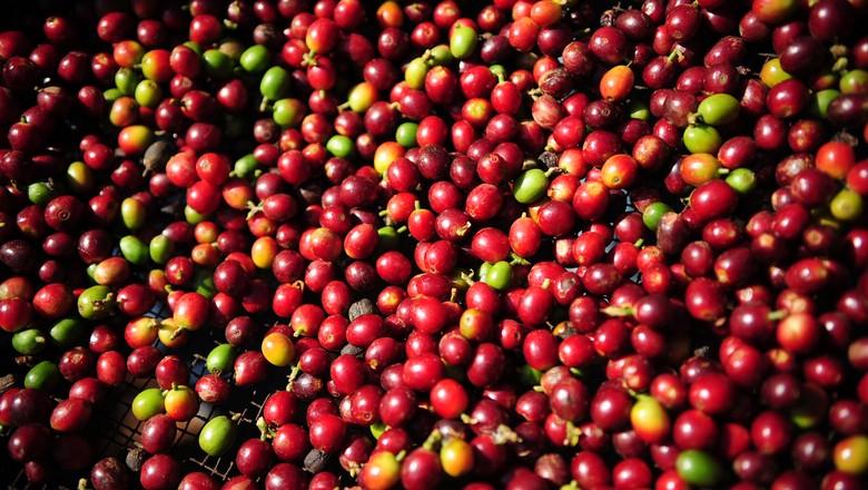 CNC admite discutir importação de café “em casos pontuais”