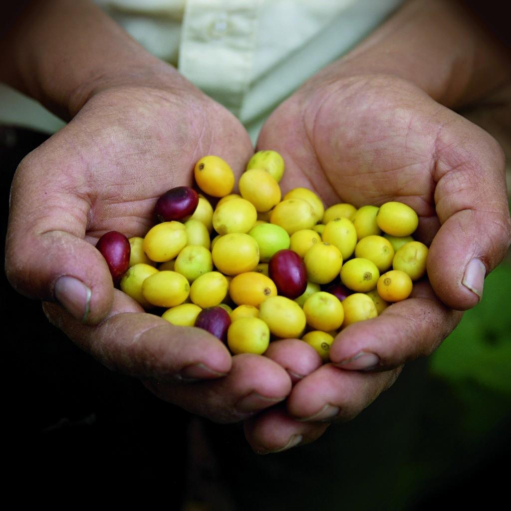 Concurso de qualidade de café recebe inscrições até 22 de outubro