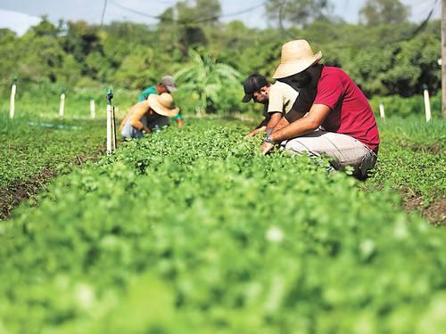 Quilombolas, indígenas e ribeirinhos trabalham com agroecologia no AP