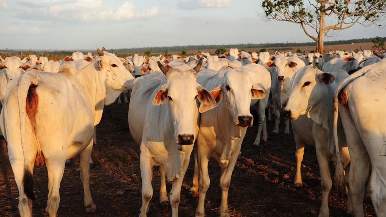 Abate de bovinos cai 10,7% no 2º trimestre, diz IBGE