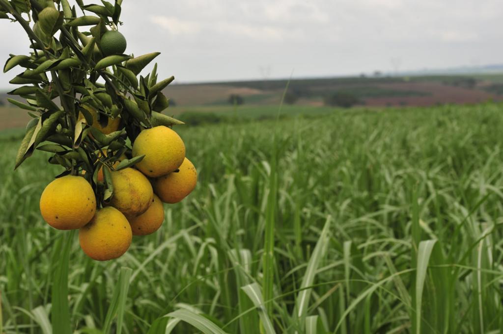 Consumo de suco de laranja nos EUA cai menos em agosto, revela Nielsen