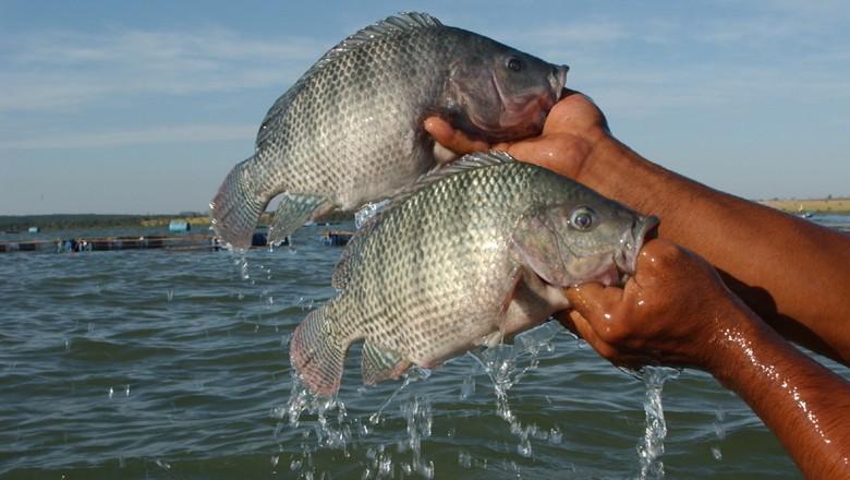 Quase 20 mil registros de pescador são cancelados no Pará e no Maranhão