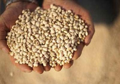 Embrapa e empresa indiana poderão fazer acordo para produção de leguminosas em grãos