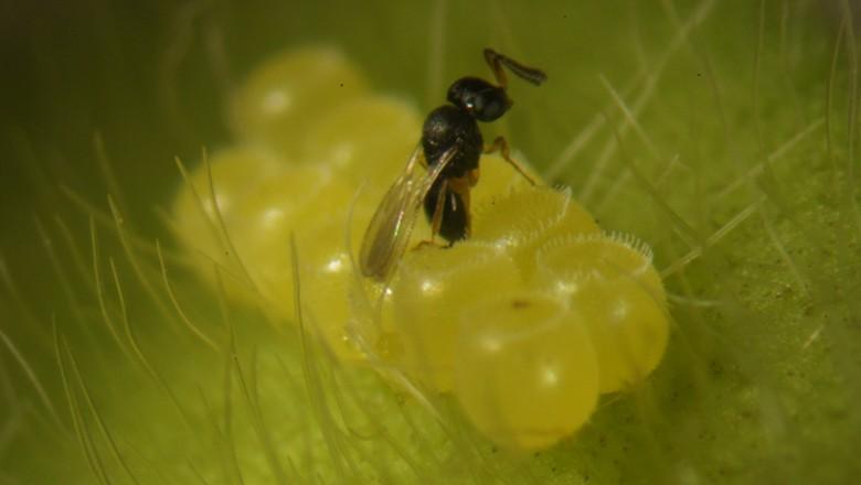 Inovação biotecnológica reduz custos de produção no campo