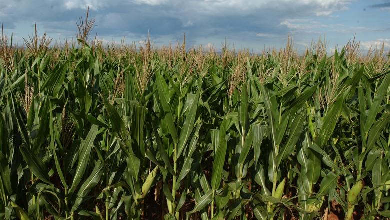 Agricultura aprova zoneamento agrícola de risco climático para milho