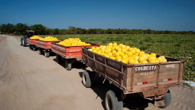Chineses visitam fazendas brasileiras de melão