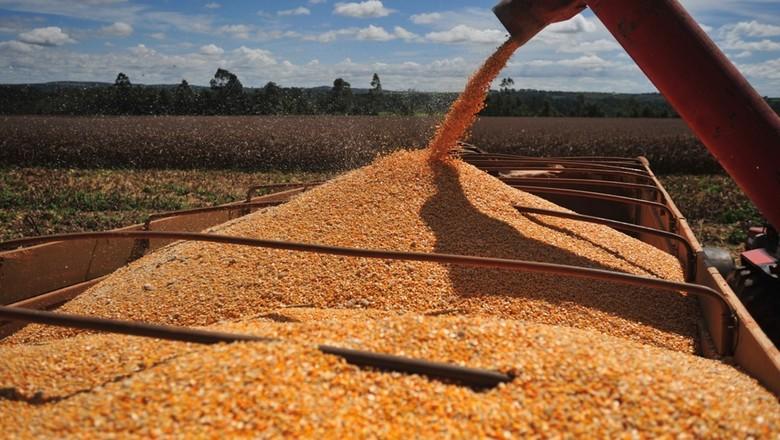 Indicador do milho do Cepea atinge valor recorde