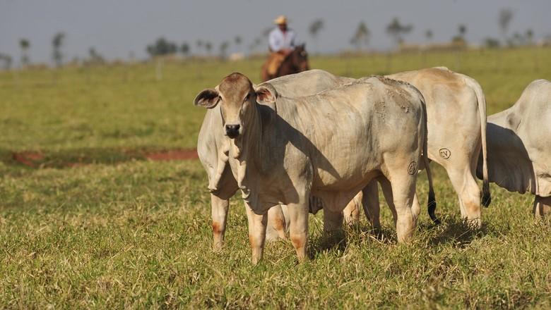 Modelo matemático indica que maior produção de carne pode até reduzir emissões