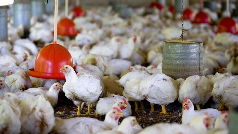 Preço médio do frango vivo aumentou 7,8% em 2015