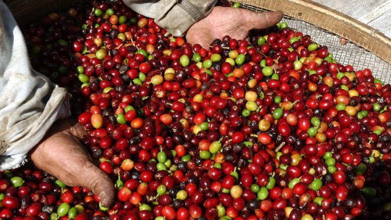 Exportações de café do Vietnã avançam 3% em abril