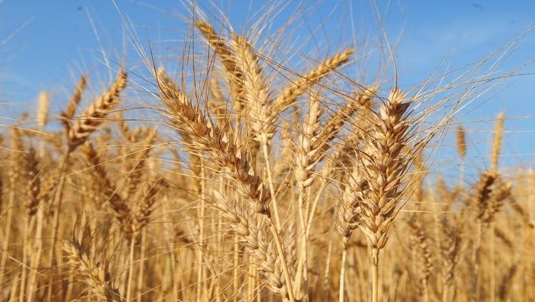 IGC eleva projeção de safra 2016/2017 de grãos em 10 milhões de toneladas