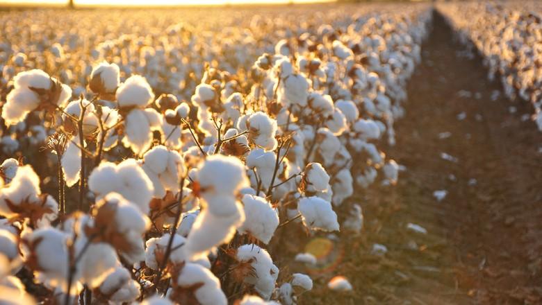 Liberado plantio de algodão geneticamente modificado em Roraima