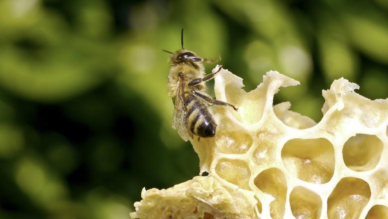 Projeto de lei quer que apicultura tenhas normas próprias de inspeção