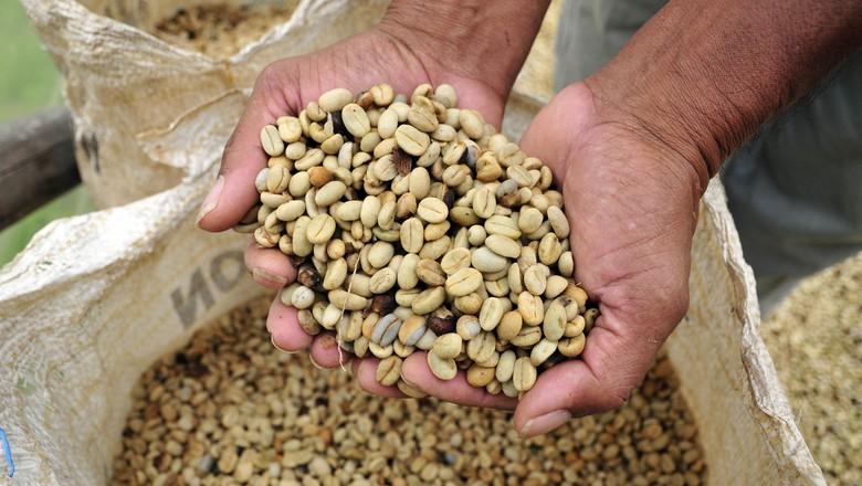 Queda de exportações indica estoques de café perto do limite, diz CeCafé