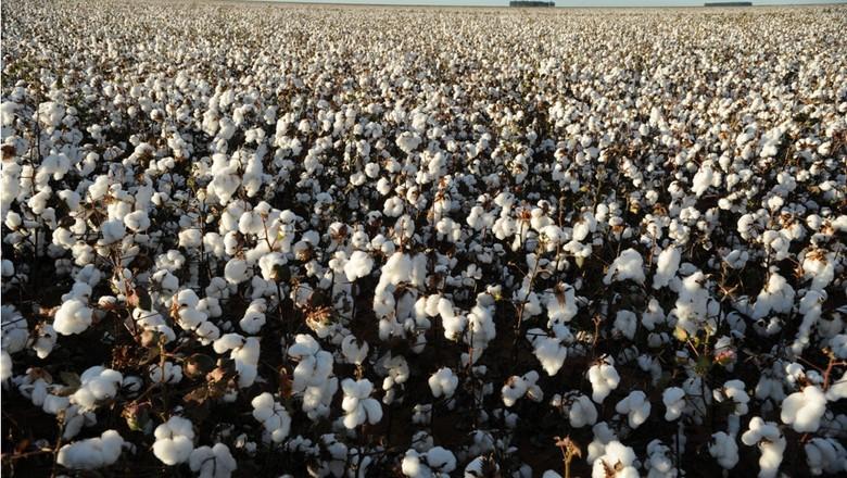 Rentabilidade da soja e crédito apertado podem inibir plantio de algodão em Goiás
