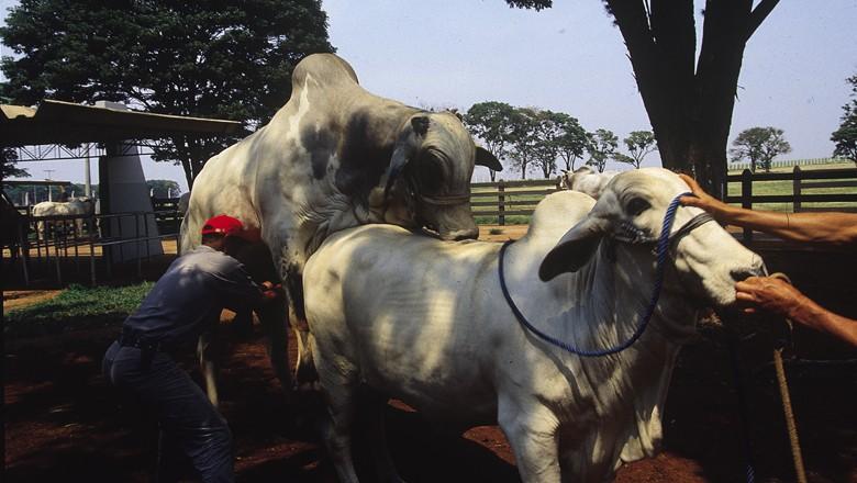 Brasil abre mercado para genética bovina na Etiópia