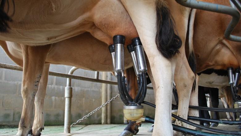 Embrapa faz concurso de soluções para produção de leite