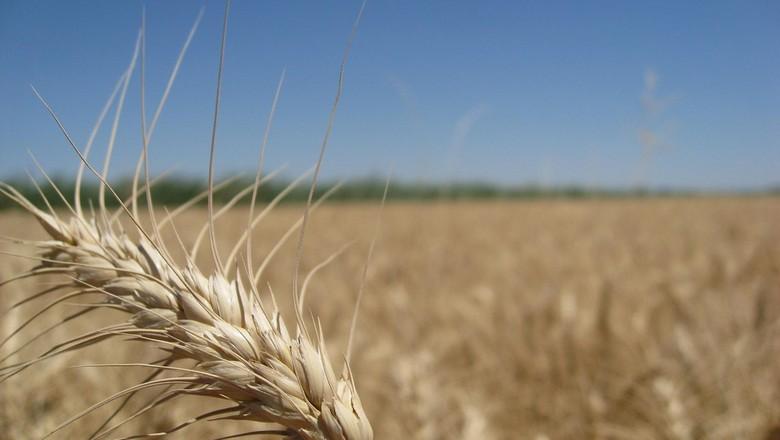 Plantio do trigo atinge 88% da área no RS