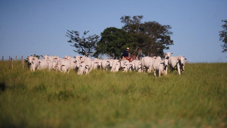 Tocantins vai investir R$ 1 milhão em defesa sanitária