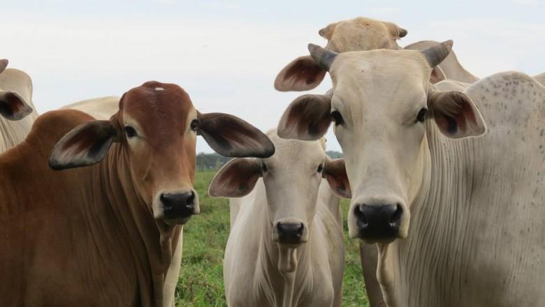 Carne bovina: consumidores querem produto sem antibiótico, aponta pesquisa