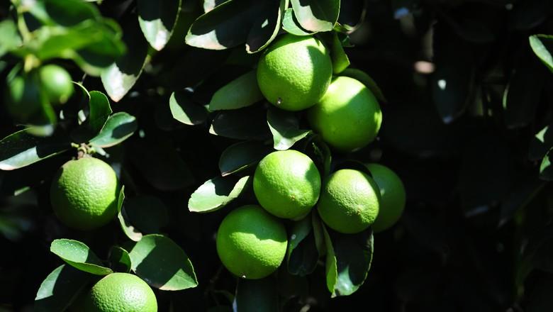 Europa enviará missão ao Brasil para avaliar sanidade do limão