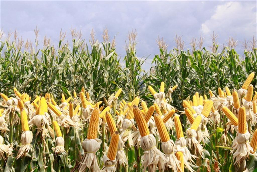 Quebra na segunda safra de milho chega a 40% em Goiás
