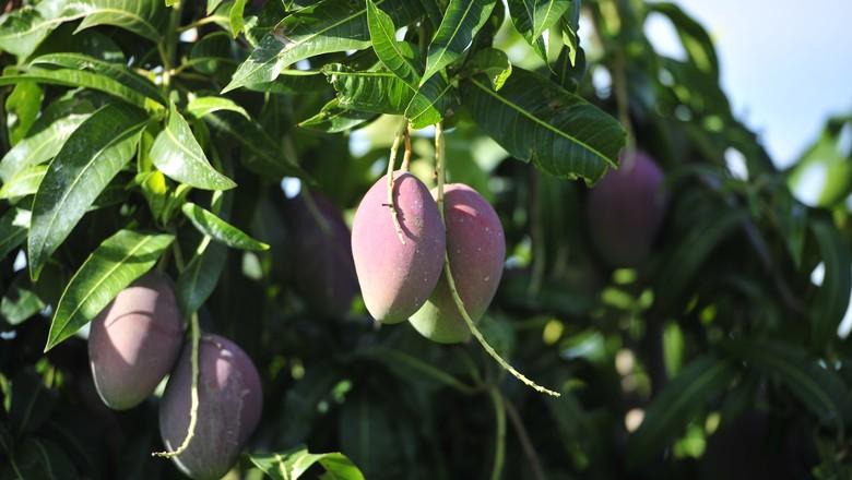 Seca-da-mangueira ataca plantas de qualquer idade