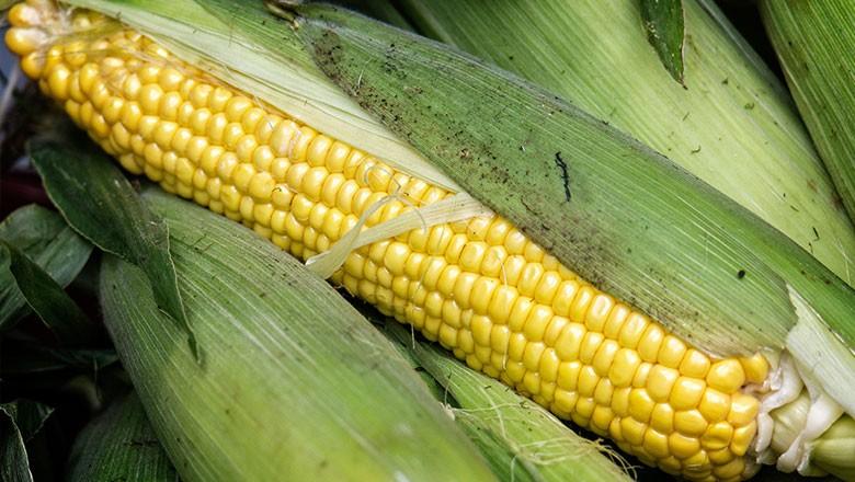 Conselheiros pedem vista e CTNBio adia análise sobre importação de milho dos EUA