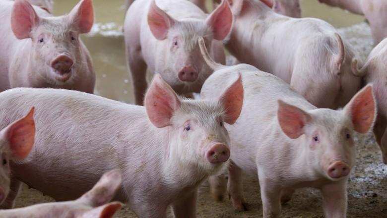 Coreia do Sul deve iniciar importação de carne suína do Brasil em 2017