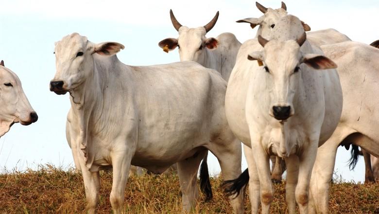 Mercado do boi gordo tem permitido melhores preços ao pecuarista