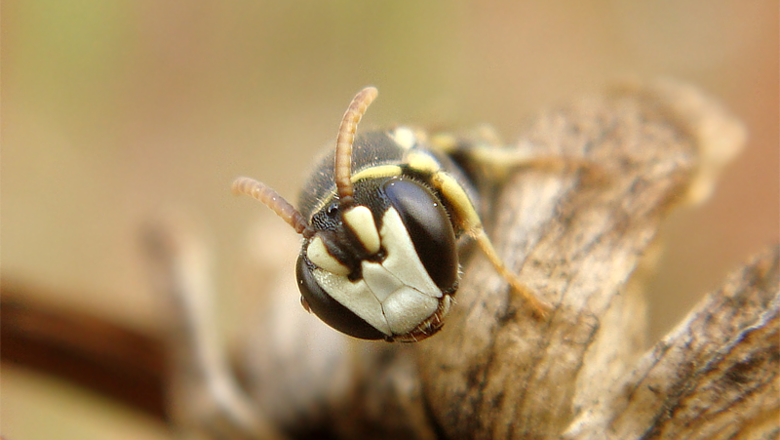 Abelhas entram para lista de espécies em extinção nos EUA pela primeira vez