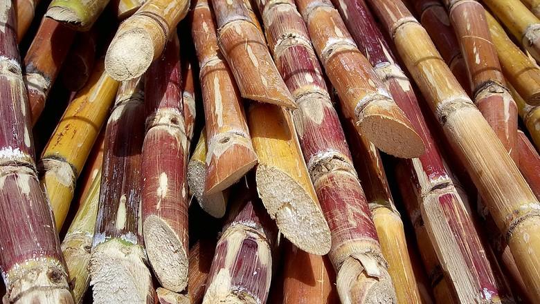 Archer cita menor rendimento agrícola e corta previsão de safra da cana Archer cita menor rendimento agrícola e corta previsão de safra da cana