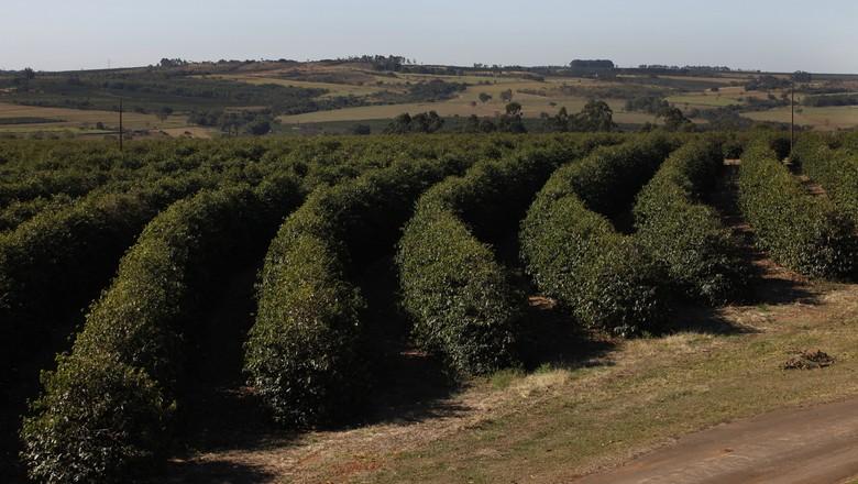 Repasse do Funcafé aos bancos para safra 2016 já atinge 63% do total