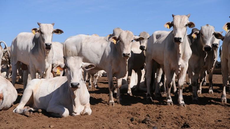 Valor da carne está maior que o do boi gordo, diz Cepea