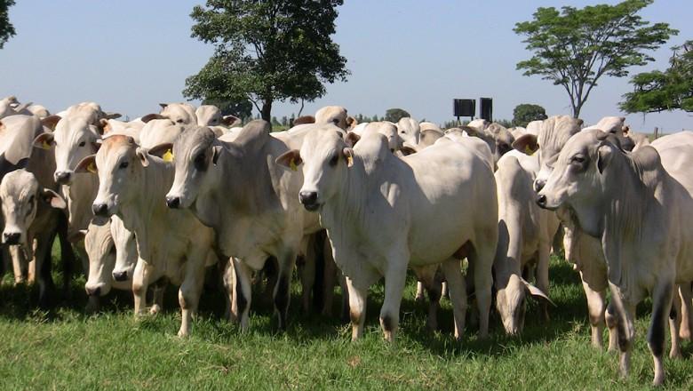 Com poucos negócios, preço do boi gordo cai em novembro