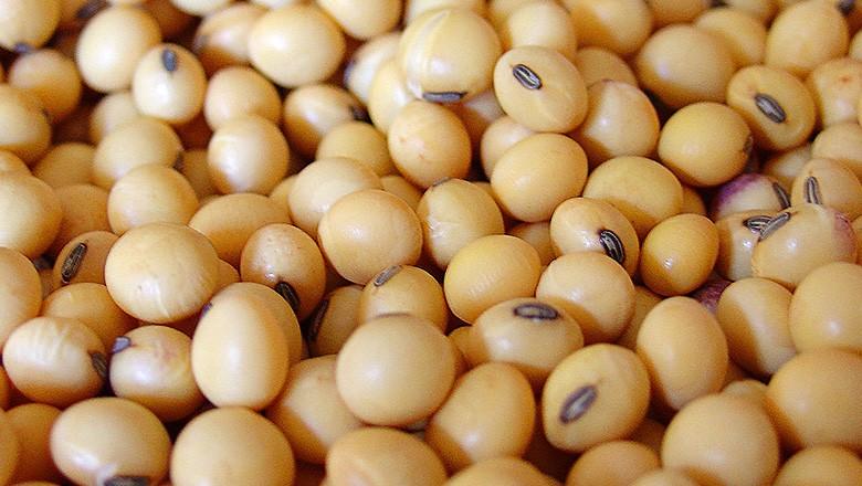 Monsanto não está pronta para vender novas variedades de soja na Argentina