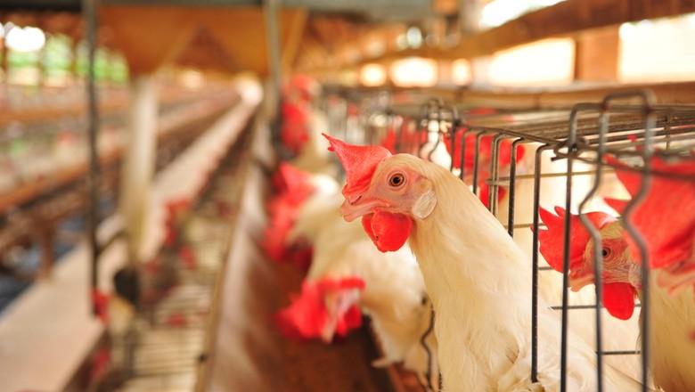 Abate de frangos no PR até novembro atinge 1,61 bilhão de cabeças